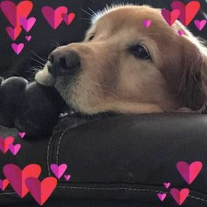 Meet your Posher, Rosanne